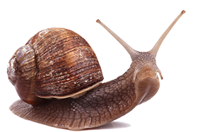 snail